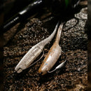 ボレアス  デビルズテール 3.5