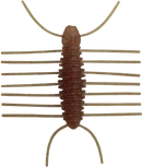 イマカツ 三原虫 40