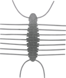 イマカツ 三原虫 40